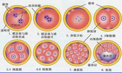 泰国第三代试管婴儿取卵数越多越好吗移植囊胚成功率更高吗