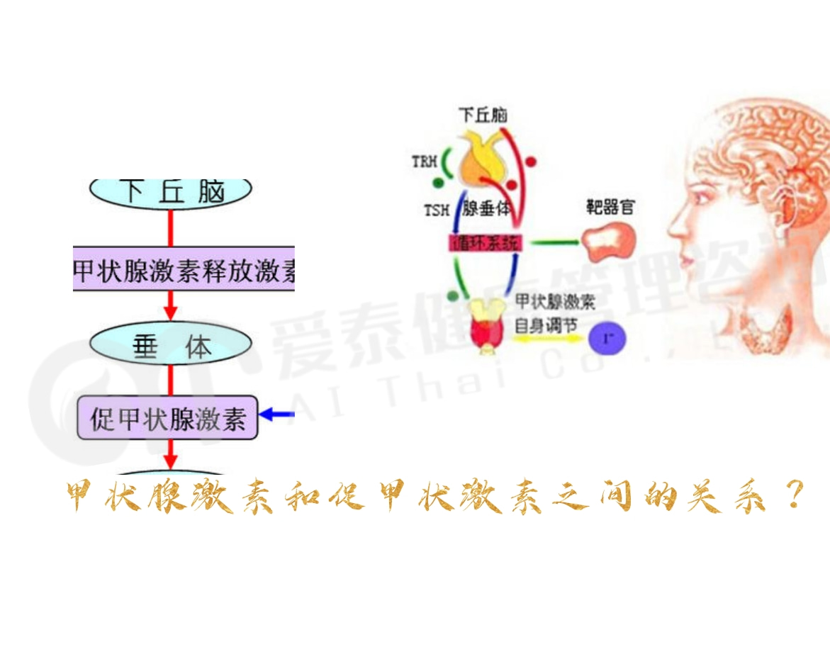 5泰国试管婴儿