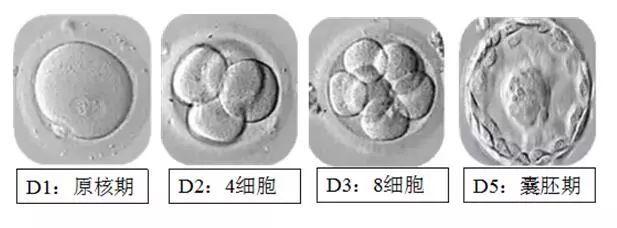 胚胎的发育过程